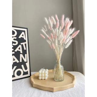 Hoa đuôi thỏ khô ( bunny tails)