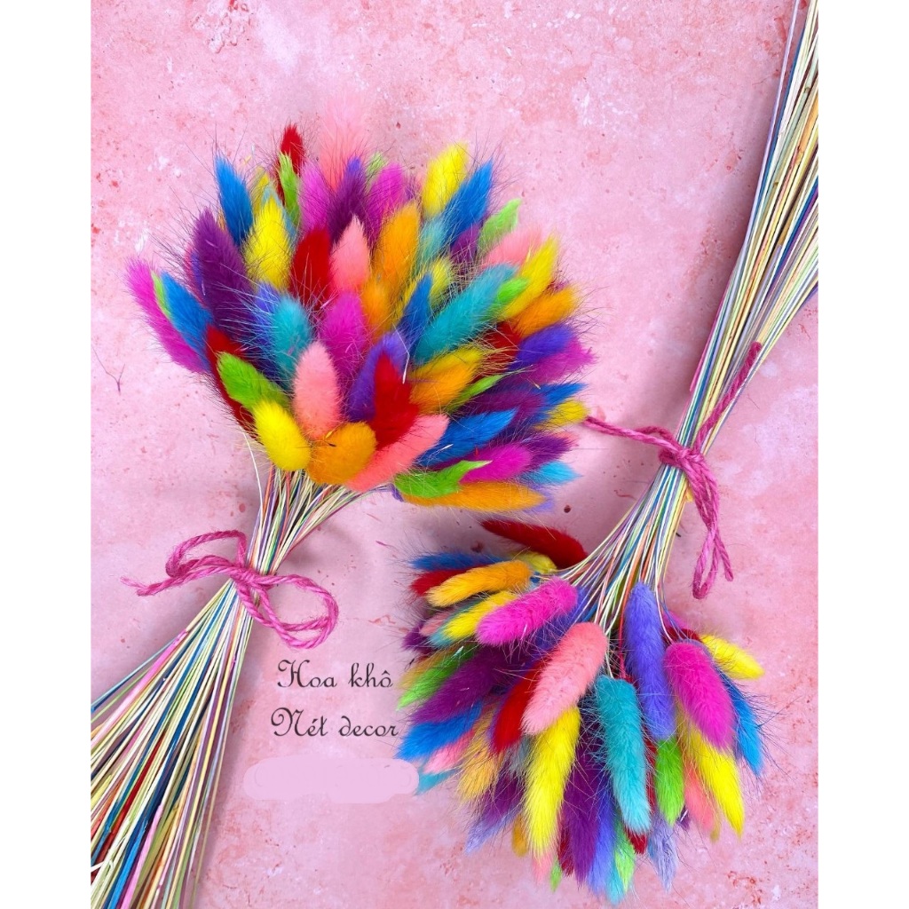Hoa đuôi thỏ khô ( bunny tails)