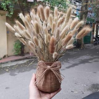 Hoa đuôi thỏ khô ( bunny tails)