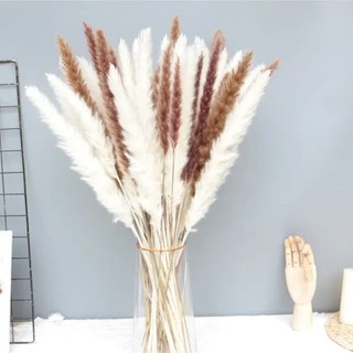 [Loại 1 không rụng] Cành lau khô Hồ ly cao cấp không rụng Pampas grass