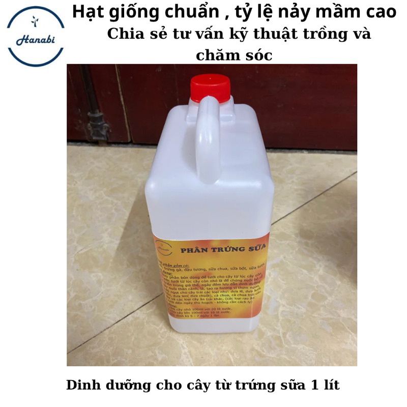 Phân trứng sữa