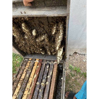 sỉ 5 Lít mật ong hoa cà phê Nguyên chất