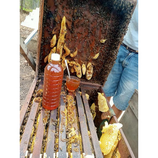 sỉ 5 Lít mật ong hoa cà phê Nguyên chất