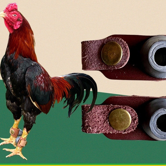 Tạ chì đeo chân tập lực cho gà nòi, gà tre