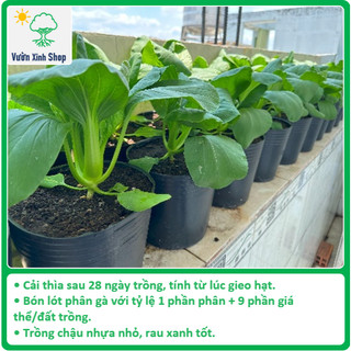 Phân gà hữu cơ, không mùi hôi, phân bón hữu cơ cho rau sạch, hoa hồng, hoa lan, cây cảnh, 5kg