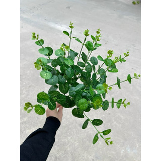 cụm lá táo 16 nhánh