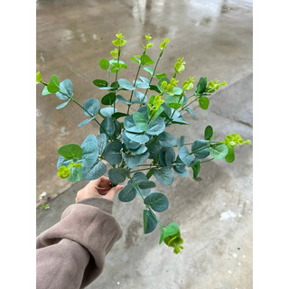 cụm lá táo 16 nhánh