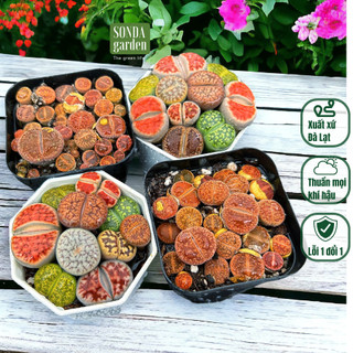 Sen mông lithop SONDA GARDEN combo 2 chậu 7cm, xuất xứ Đà Lạt, cây cảnh trang trí nhà cửa, lỗi 1 đổi 1