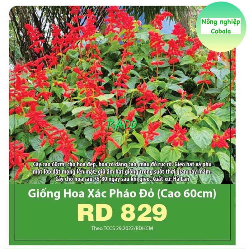 Hạt Giống Hoa Xác Pháo Đỏ 0.1gr