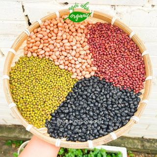 Đậu đen xanh lòng/đậu xanh/đậu đỏ/đậu phộng giống thuần 200g - chưa rang