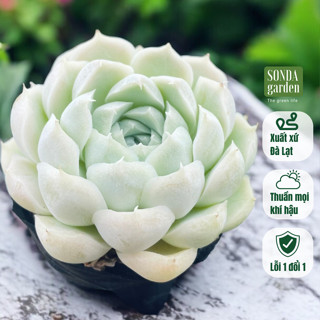  Sen đá tuyết trắng SONDA GARDEN size bé 5-8cm cây cảnh trang trí nhà cửa lỗi 1 đổi 1 