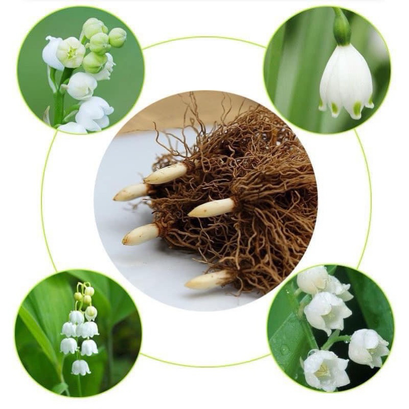 Củ hoa linh lan (có rễ + mầm lá sẵn,bao sống 100%)