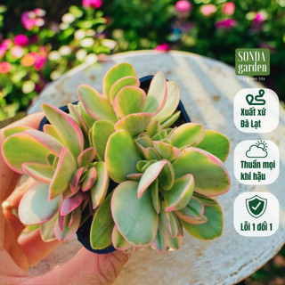 Sen đá bướm var mini SONDA GARDEN size bé 5-8cm, cây cảnh trang trí nhà cửa, lỗi 1 đổi 1