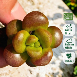 Sen đá chilli cheese sonda garden size mini 2.5-4cm, cây cảnh trang trí nhà cửa, lỗi 1 đổi 1