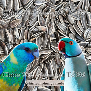 Hạt hướng dương lớn tươi - thức ăn: cho Vẹt, sóc, hamster...
