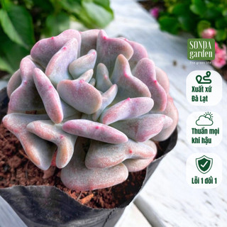 Sen đá cúc tím SONDA GARDEN size bé 5-8cm, cây cảnh trang trí nhà cửa, lỗi 1 đổi 1
