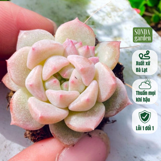  Sen đá dù hồng 5 cây size mini 2.5-4cm SONDA GARDEN cây cảnh trang trí nhà cửa lỗi 1 đổi 1 