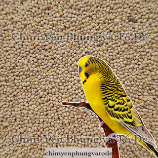 1kg hạt kê trắng - thức ăn: Chim Cảnh • Sóc • Hamster..