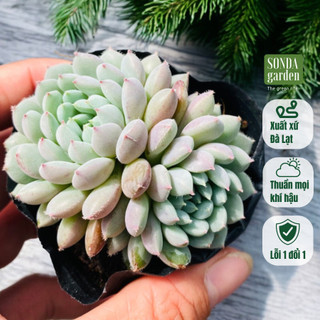 Sen đá nhím xanh SONDA GARDEN size bé 5-7cm, cây cảnh trang trí nhà cửa, lỗi 1 đổi 1