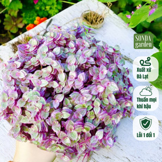 Cỏ pink lady SONDA GARDEN size chậu 10cm, cây cảnh trang trí nhà cửa, lỗi 1 đổi 1