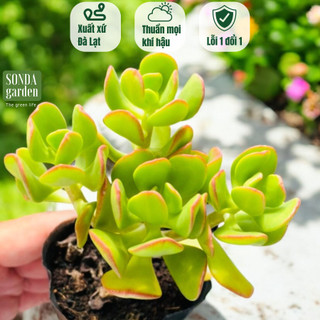 Sen đá thạch bích lá xoăn sonda garden size bé 5-7cm, cây cảnh trang trí nhà cửa, lỗi 1 đổi 1
