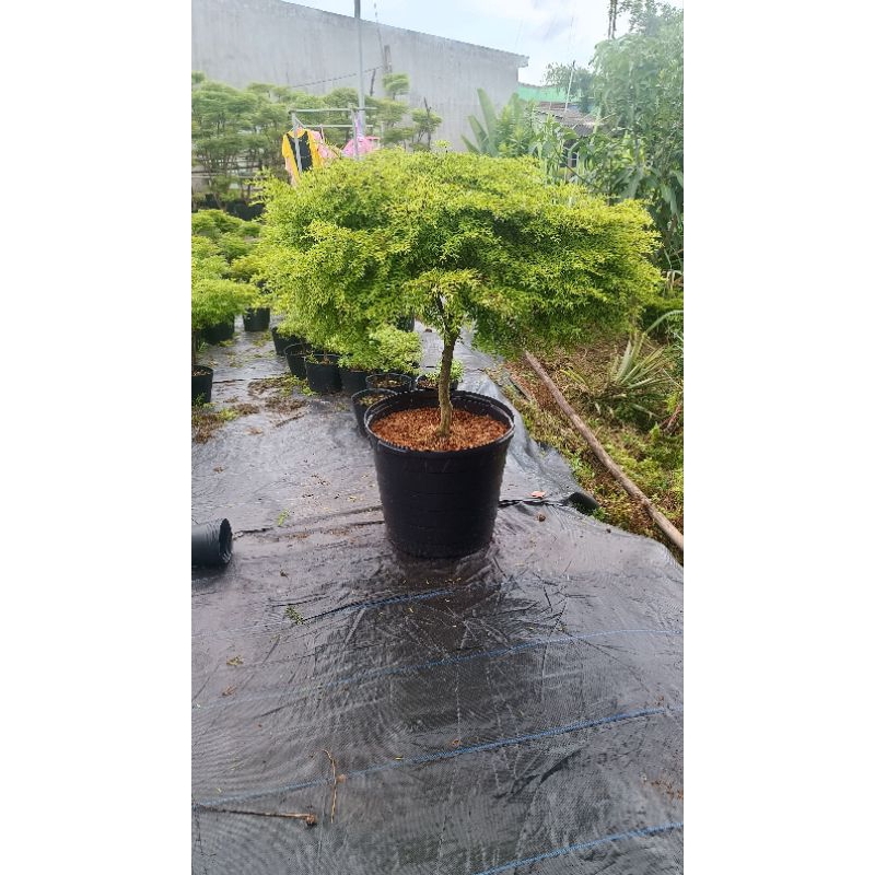 Mai chiếu thủy 300k