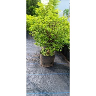 Mai chiếu thủy 300k