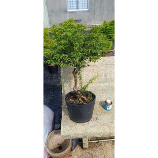 Mai chiếu thủy 300k