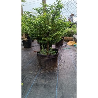 Mai chiếu thủy 300k