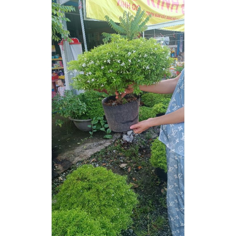 Mai chiếu thủy đột biến