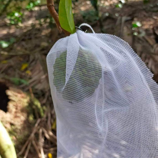 100 CÁI TÚI LƯỚI 18*20cm BAO, BỌC TRÁI ỔI, NA THÁI, CAM,.. TÚI BỌC TRÁI CÂY