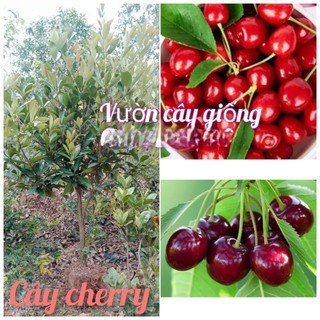 Cây cherry Brazil to chuẩn bị ra hoa