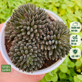 Sen đá nhím đen SONDA GARDEN size trung bình 10-12cm, cây cảnh trang trí nhà cửa, lỗi 1 đổi 1