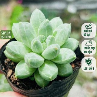 Sen đá kim cương trắng size bé Sonda Garden lỗi 1 đổi 1 cây cảnh trang trí nhà cửa