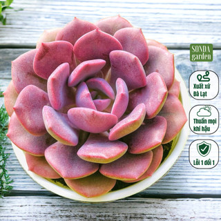 Sen đá hồng hoa SONDA GARDEN size trung bình 10-12cm, cây cảnh trang trí nhà cửa, lỗi 1 đổi 1