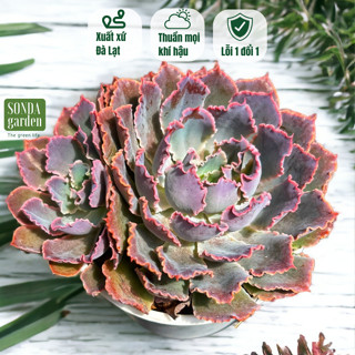 Sen đá bắp cải aurora purple SONDA GARDEN size trung bình 10-12cm, cây cảnh trang trí nhà cửa, lỗi 1 đổi 1