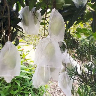 100 cái túi bao xoài, khổ qua, mướp đắng,... túi bọc trái cây