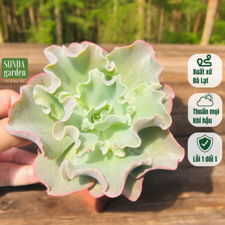 Sen đá bắp cải lilac purple SONDA GARDEN size trung bình 10cm, cây cảnh trang trí nhà cửa, lỗi 1 đổi 1