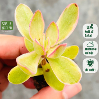 Sen đá bướm var mini sonda garden size mini 2.5-4cm, cây cảnh trang trí nhà cửa, lỗi 1 đổi 1