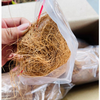 Chỉ dừa 🥥 xơ dừa đa dụng