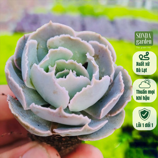 Sen đá bắp cải light purple SONDA GARDEN size mini 2,5-4cm, cây cảnh trang trí nhà cửa, lỗi 1 đổi 1