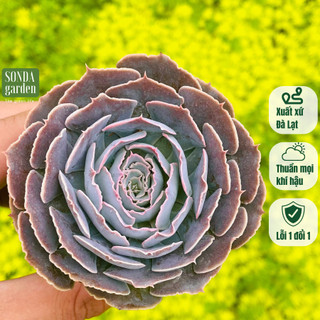Sen đá bắp cải light purple SONDA GARDEN size bé 5-8cm, cây cảnh trang trí nhà cửa, lỗi 1 đổi 1