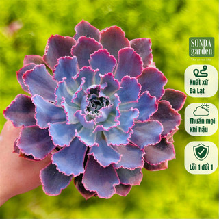  Sen đá bắp cải aurora purple khổng lồ 13-15cm SONDA GARDEN cây cảnh trang trí nhà cửa lỗi 1 đổi 1 