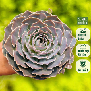  Sen đá bắp cải light purple khổng lồ 13-15cm SONDA GARDEN cây cảnh trang trí nhà cửa lỗi 1 đổi 1 