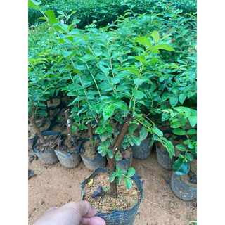 Giống tường vy Hồng ( mua 5 tặng 1)