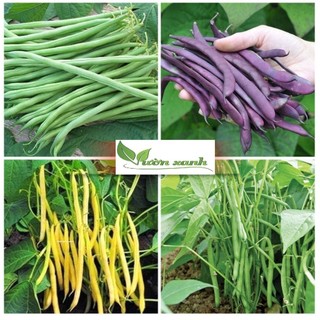 Hạt giống đậu lùn siêu quả 20gr/ 50gr, đậu cove bụi năng suất cao
