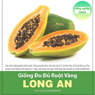 Hạt giống đu đủ ruột vàng 10 hạt