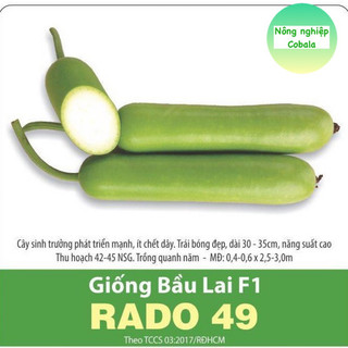 Hạt giống bầu lai f1 2gr