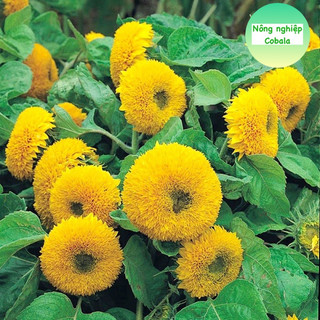 Hạt Giống Hoa Hướng Dương Cánh Kép (1gr)
