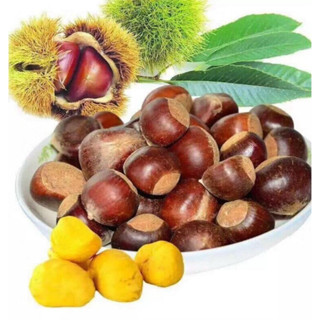 [Hạt Dẻ tươi 1kg cơm vàng ngon] 1kg HẠT DẺ TO NGON ĐẢM BẢO HÀNH CHẤT LƯỢNG. Hạt Dẻ Tươi chế biến thơm ngon